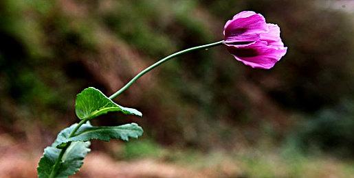 收购完成后 《使命召唤》并不会立即加入Game Pass